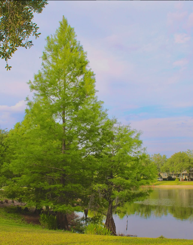  treePhotography