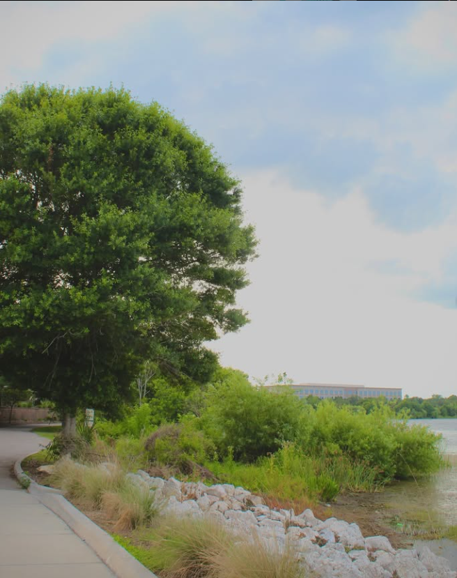 tree2Photography